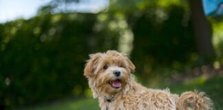 Na jaką wysokość kosić trawę w upały?