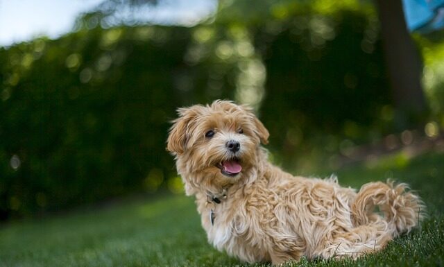 Na jaką wysokość kosić trawę w upały? Na jaką wysokość kosić trawę w upały?