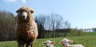 Jakie piece są dozwolone?