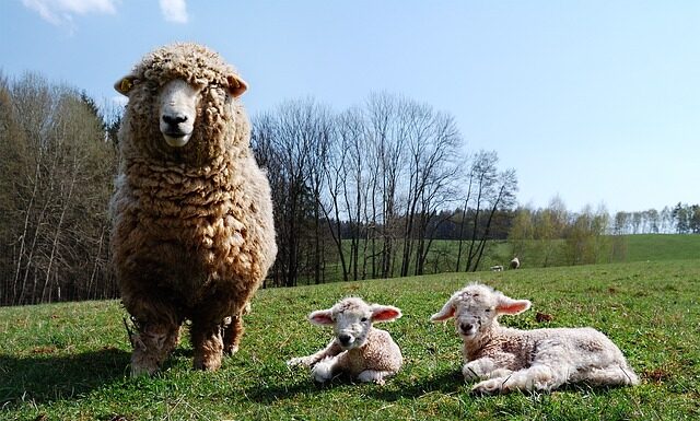 Jakie piece są dozwolone? Jakie piece są dozwolone?