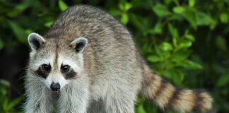 Kto wymyślił procę?