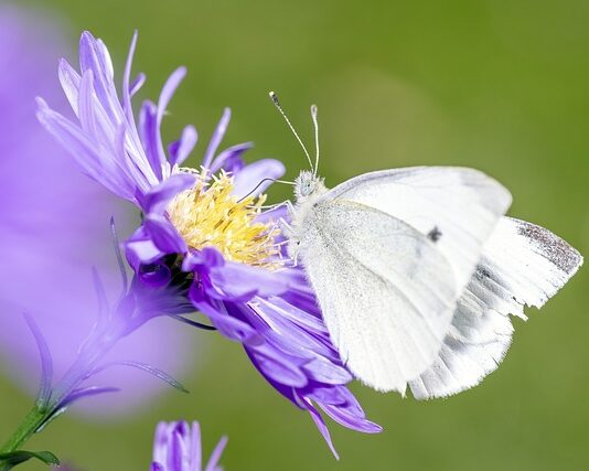 Ile jest gatunków win? Ile jest gatunków win?