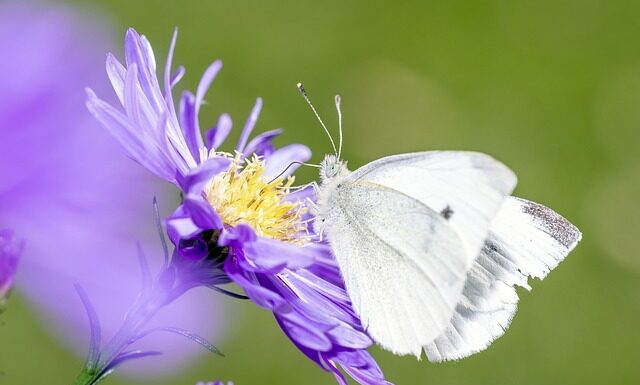 Ile jest gatunków win?