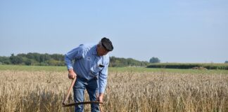 Jaka kosa spalinowa do 800 zł?