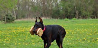 Gdzie wyrzucić wkład do długopisu?