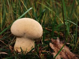 Ile worków śmieci można wystawić?