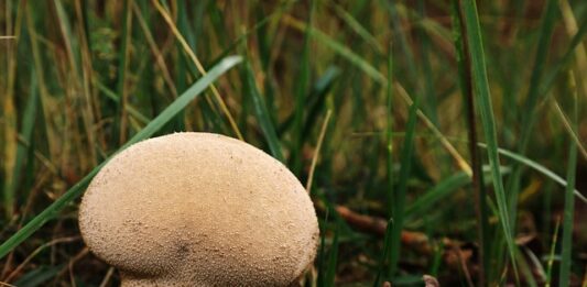 Ile worków śmieci można wystawić?