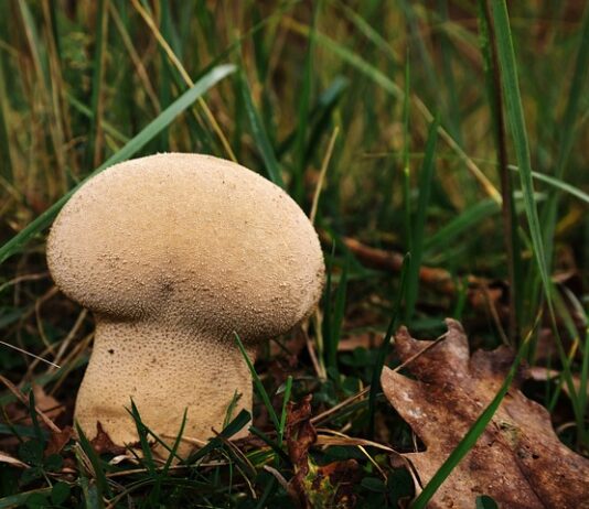 Ile worków śmieci można wystawić?