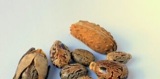 Ile wchodzi oleju do silnika kosiarki?