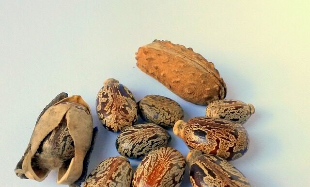 Ile wchodzi oleju do silnika kosiarki?