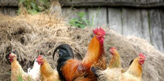 Czy kury mogą jeść skoszoną trawę? Czy kury mogą jeść skoszoną trawę?