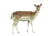 Ile metrów kostki dziennie?