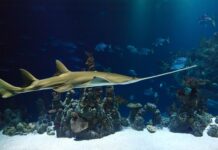 Jakiej firmy kupić piłę spalinową? Jakiej firmy kupić piłę spalinową?