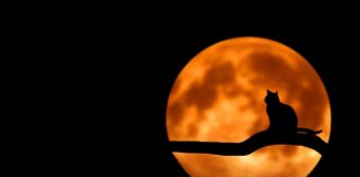 Czy do ciemnych mebli pasuje jasny stół?