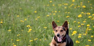 Jak działa wyciągana wylewka? Jak działa wyciągana wylewka?