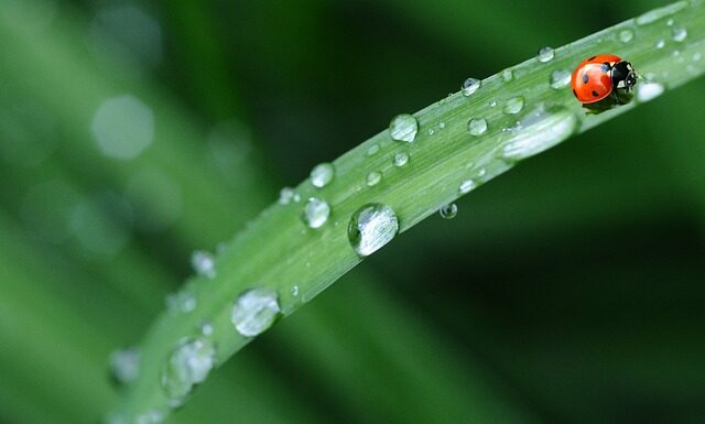 Czy w Biedronce jest grzaniec?