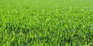 Jaka kosa do wysokiej trawy?