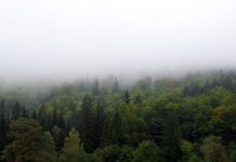 Jak Zasłonić kosze? Jak Zasłonić kosze?