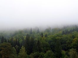 Jak Zasłonić kosze?