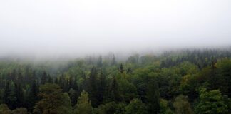 Jak Zasłonić kosze?