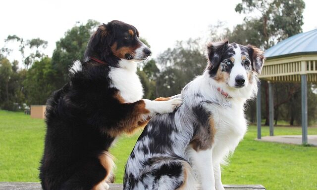 Jak wycofać się z wygranej licytacji na Allegro? Jak wycofać się z wygranej licytacji na Allegro?