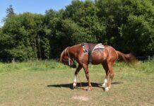 Czy montować szyber w kominku?