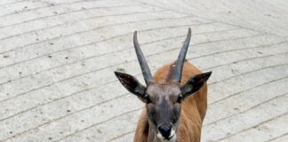 Do jakiego wieku antilop?