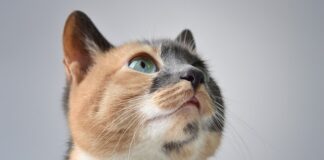 Co to znaczy perkal?