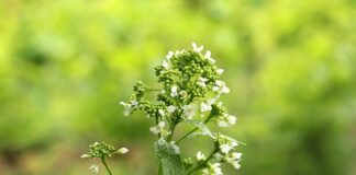 Co zamiast chrzanu do koszyczka? Co zamiast chrzanu do koszyczka?