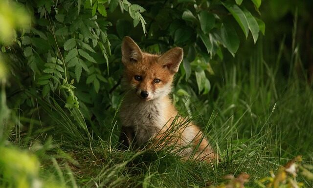 Jak wysłać komuś koszyk na Allegro? Jak wysłać komuś koszyk na Allegro?