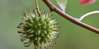 Kiedy likwidacja pieców węglowych?