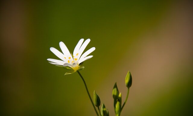Ile goździków do grzańca?