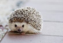 Czy kółka od fotela rysują panele?