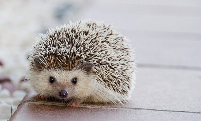 Czy kółka od fotela rysują panele?