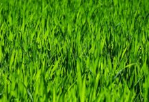 Co do koszenia wysokiej trawy?