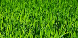 Co do koszenia wysokiej trawy?