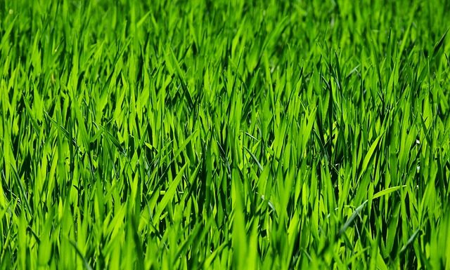 Co do koszenia wysokiej trawy?