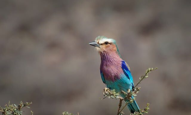 Co zrobić z wałkiem po malowaniu?