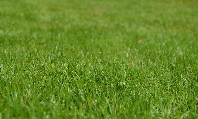 Na jaką wysokość kosić trawnik?