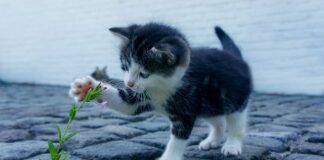 Jak zamontować kamień napowietrzający? Jak zamontować kamień napowietrzający?