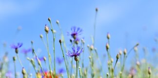 Dlaczego guziki w ubraniach damskich i męskich są po przeciwnych stronach? Dlaczego guziki w ubraniach damskich i męskich są po przeciwnych stronach?