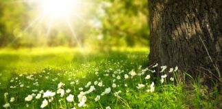 Jak kosić długą trawę?