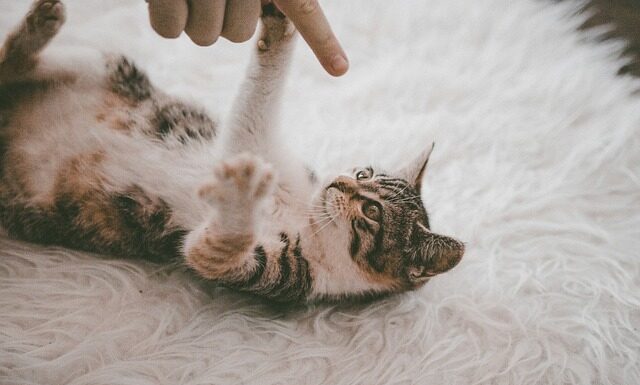 Jaki dywan pod fotel biurowy?