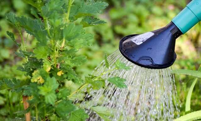 Czy można Podlewać trawę w dzień?