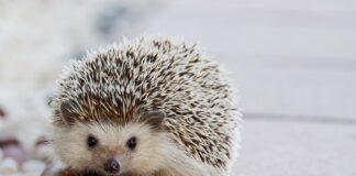 Jakie kółka nie rysują podłogi?