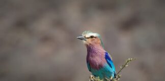 Dlaczego wałek zostawia ślady?